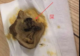 长春阿香米粉店吃肥肠米粉 供应商:不想赔偿(乌鲁木齐阿香米粉店)