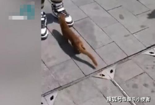 武汉解封第一天,黄鼠狼上街讨饭(武汉解封第一天作文)