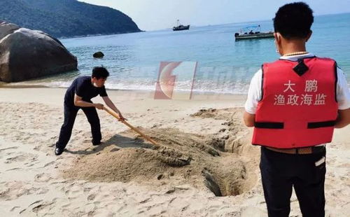 搁浅的海豚尸体高度腐烂 执法队无害化处理