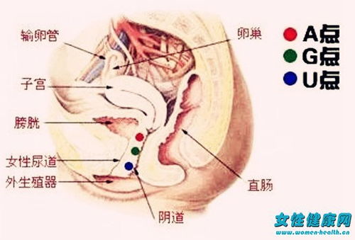 女性g点在哪里图解,如何掌握g点的速度?
