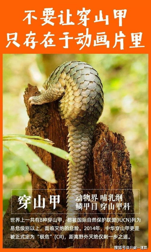 穿山甲是新冠肺炎的潜在中间宿主,华农的最新发现是什么意思?(穿山甲是新冠肺炎的中间宿主吗)