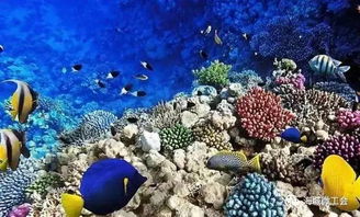 全球新冠疫情对海洋生物有什么影响(全球新冠疫情最新数据)