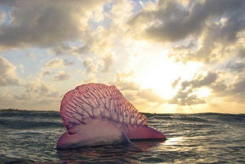 海洋巨型生物图片:巨型蜘蛛蟹、狮鬃水母、僧帽水母、巨型深海大(海洋巨型生物电影)