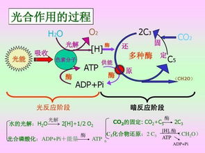 增加多样性并不能解释为什么单细胞生物以及如何进化出性的过程之(如何增加基因多样性)