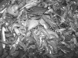 海洋大型生物受气候威胁最大：未来100年近20%海洋生物或陆续灭绝(方舟海洋大型生物)
