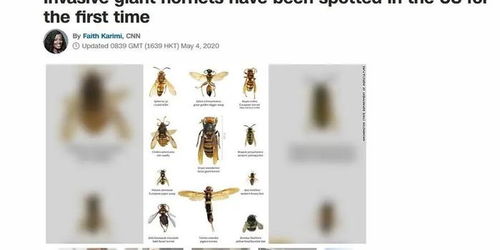 “杀手大黄蜂”（murder hornets）的大虎头蜂已首次在美国被发现(杀手大黄蜂百度百科)