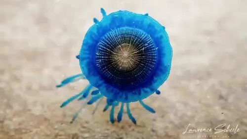 澳大利亚彩虹海滩发现银币水母Porpita porpita 通体青蓝梦幻(澳大利亚彩虹鹦鹉)