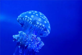 世界上最漂亮的水母：蓝色水母、Diplulmaris水母、澳洲斑点水母(世界上最漂亮的水晶图片)