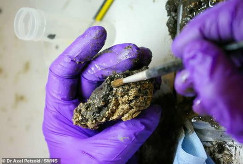 考古发现：赫斯灵顿大脑是世界上保存最完好的古人类大脑