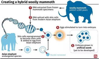 地球上最后一批猛犸灭绝原因：基因缺陷、精子数量低(地球上最后一批驯鹿人)