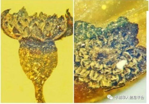 侏罗纪时期琥珀化石包含1亿年前未知有翼生物(乐高侏罗纪手机全琥珀攻略)