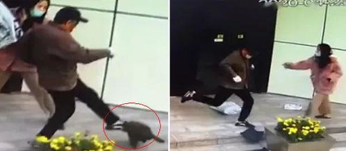 遛狗不绑绳是不对的 但是叔叔也不能踢狗