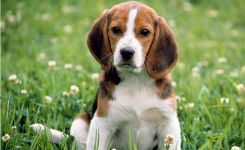世界十大最可爱狗狗排行：博美犬、斗牛犬、比熊犬、金毛寻回犬(十大最可爱的英国狗)