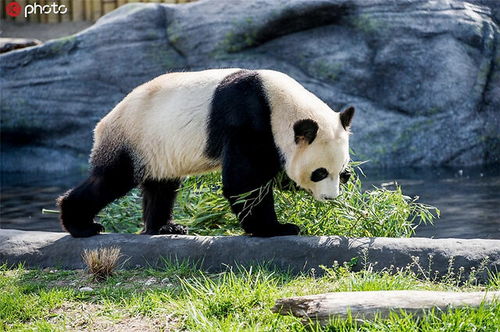 旅加大熊猫吃不到鲜竹将提前归国 大熊猫“二顺”和“大毛”(大熊猫是因为什么才吃不到肉的)