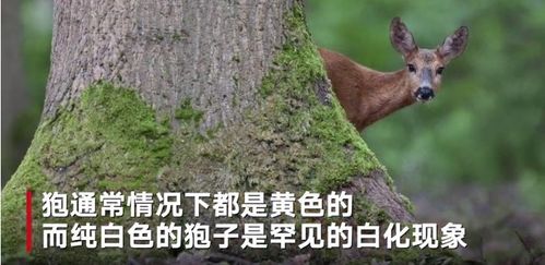 中国罕见野生动物有哪些？白狍、白鹿等在古代被视为国宝或神物(罕见野生动物图片)