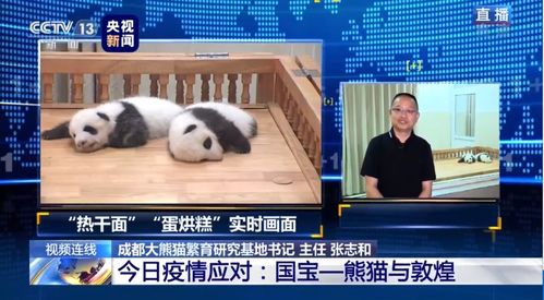 有老虎、狮子感染新冠病毒,熊猫安全吗?(老虎vs狮子)