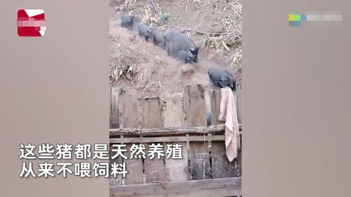 女子一声哨响群猪狂奔下山吃饭 网友：像极了冲向食堂的我们