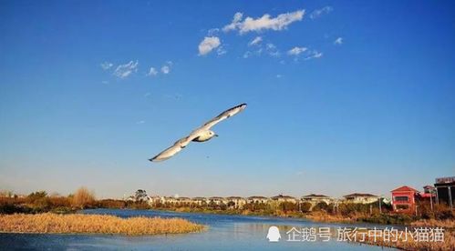滇池生态环境一度遭到破坏,成为我国污染最严重的湖泊之一(保护滇池生态环境的)
