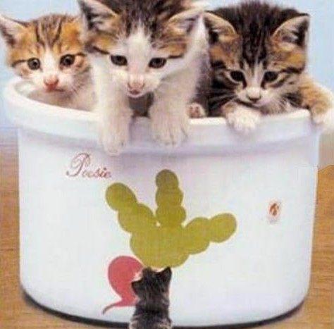 世界最小的猫列入吉尼斯纪录 皮堡斯小猫真实图片(世界最小的猫是什么品种)