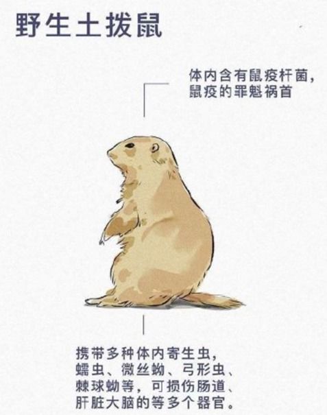 十大野生动物病毒排行榜：前十名野生动物携带病毒排名(十大带病毒野生动物)