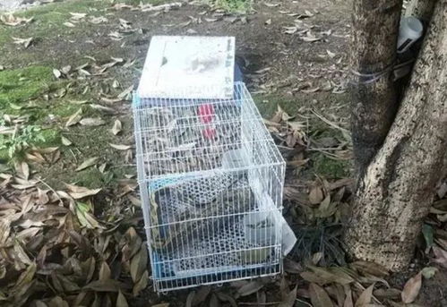 笼子里的兔子一夜之间变大蛇 小兔子被大蛇吃了？(兔子关笼子里一夜会死吗)