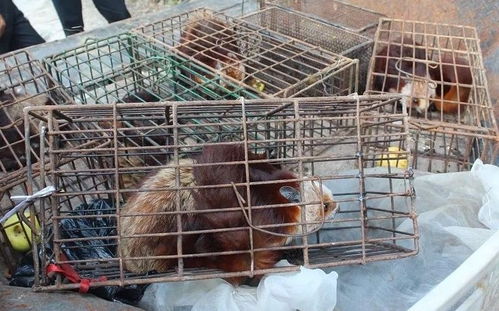 禁野之后，人工饲养的蛇类还能食用吗？蛇类养殖者忧虑丛生