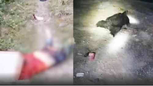 四川江油市马角镇沉水村黑熊咬人事件后续:狩猎队发现黑熊踪迹(江油市到马角镇多少公里)