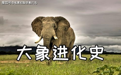 祖先大象的进化过程,看看它是如何发展到今天的(大象的祖先进化过程图片)
