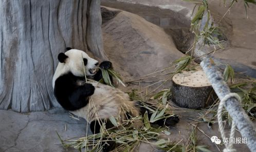 艾赫泰里动物园可能不得不将大熊猫送回中国(芬兰艾赫泰里动物园)