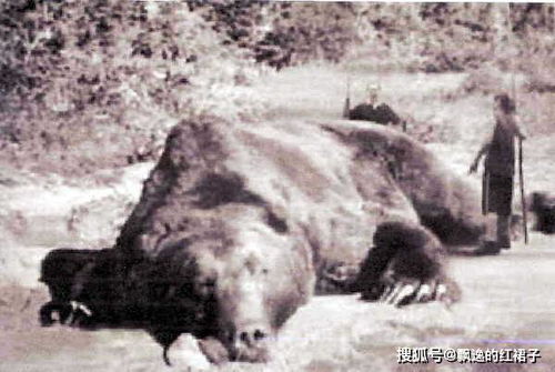 日本历史上最可怕的熊害事件