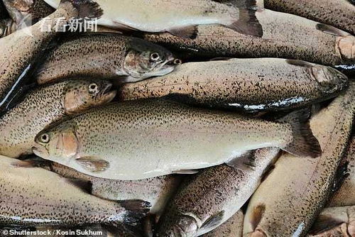 高密度养殖也使鱼虱泛滥 三文鱼肉质鲜嫩,无数吃货(桶装高密度养殖鱼)
