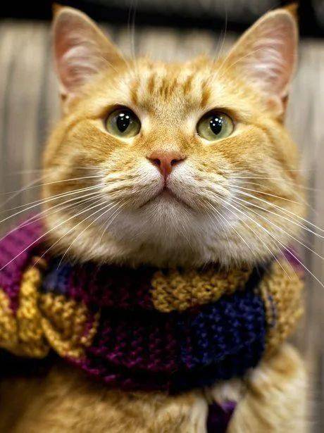流浪猫鲍勃周二去世,享年14岁(流浪猫鲍勃死后主人现状)