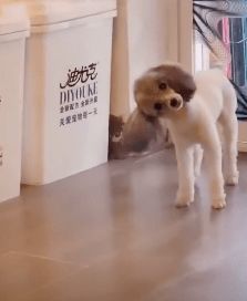 狗子被撞头见人就歪头 戏精狗子撞到头见客人上演歪头杀