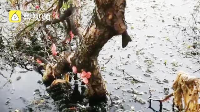 作家曝大理洱海遭福寿螺疯狂入侵