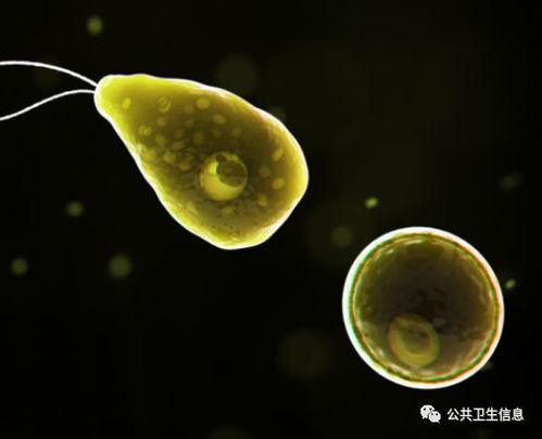 佛罗里达州罕见案例食脑虫寄生虫学名为福氏耐格里阿米巴原虫(佛罗里达州是什么梗)