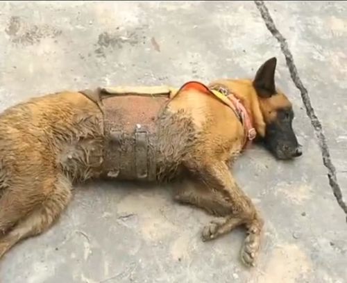 还记得那只被疫苗吓得走不动的搜救犬