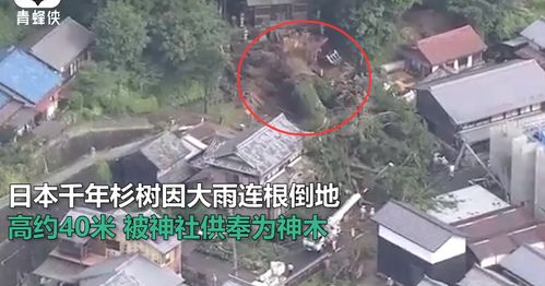 日本千年神树因大雨连根倒地(日本千年神树因大雨连根倒地)