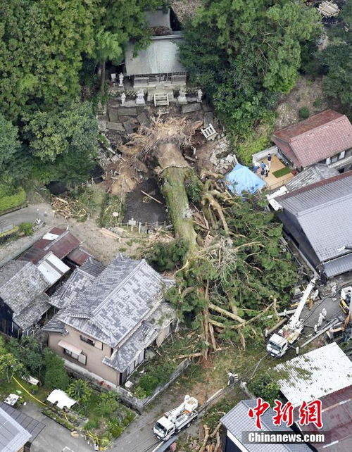 日本千年神树因大雨连根倒地(日本千年神树因大雨连根倒地)