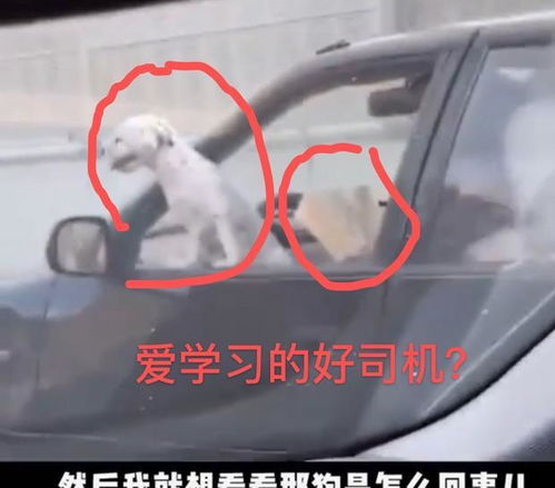 一心三用。长春司机边看书边开车,狗惊呆了过路司机