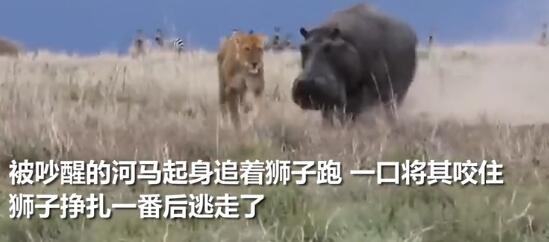 狮子吃豹子胆戳醒河马午睡 被对方狠狠反狠反杀