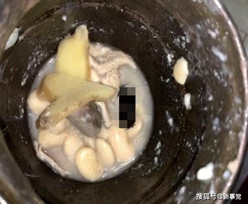 恶心!整只蝙蝠在肚片汤里吃,消费者:我们吃了三天!(蝙蝠真的好恶心)