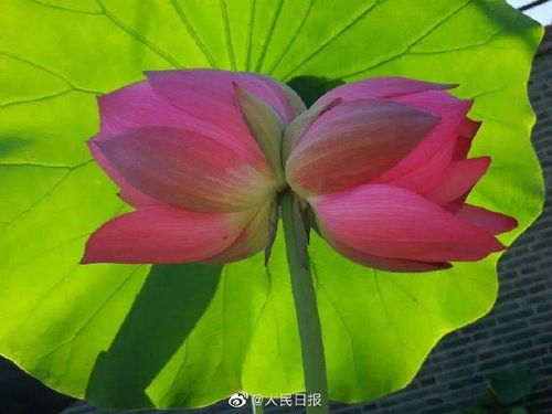 圆明园花卉基地又现一株并蒂莲