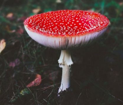 吃野蘑菇后,唱得不安 云南女性吃野生菌后中毒产生幻觉(重庆常见能吃的野蘑菇图片)