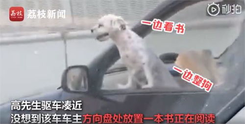 狗不是人类不聪明,什么都懂
