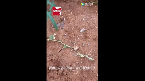 公瓜成熟晚,不成熟,大惊小怪,成熟后比普通瓜甜