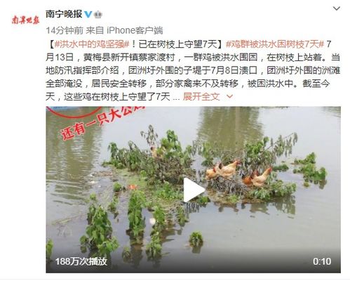 洪水中的鸡被困在树枝上7天 下一秒画面悲伤有趣