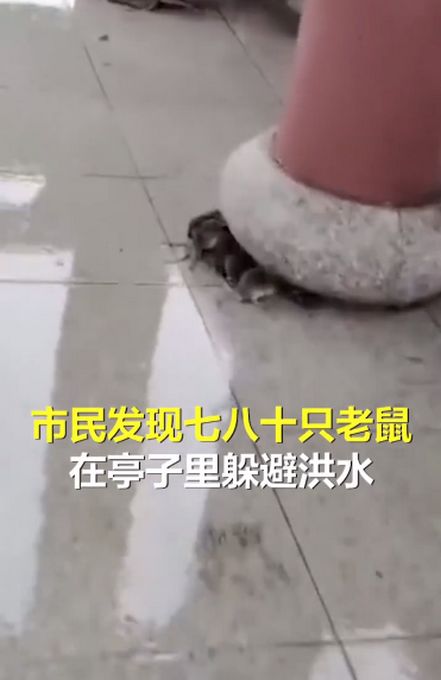 江西暴雨近百只老鼠亭内躲洪水(江西暴雨近百只老鼠凉亭内躲洪水:密密麻麻紧贴石墩)