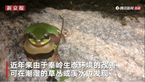秦岭深处发现珍贵的雨蛙 工作人员凑近拍下超罕见唱歌画面