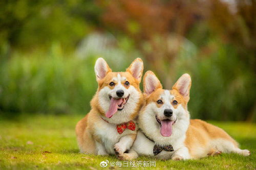 爱尔兰狗粮厂聚集性感染(爱尔兰梗犬吃什么狗粮)