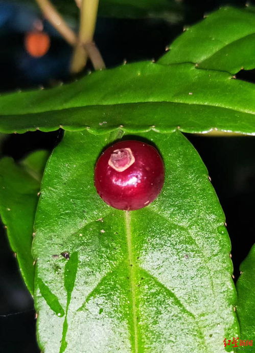 你见过在叶子上开花结果的植物吗?